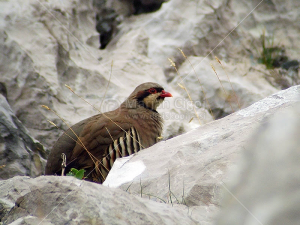 Klikni za ogled večje slike