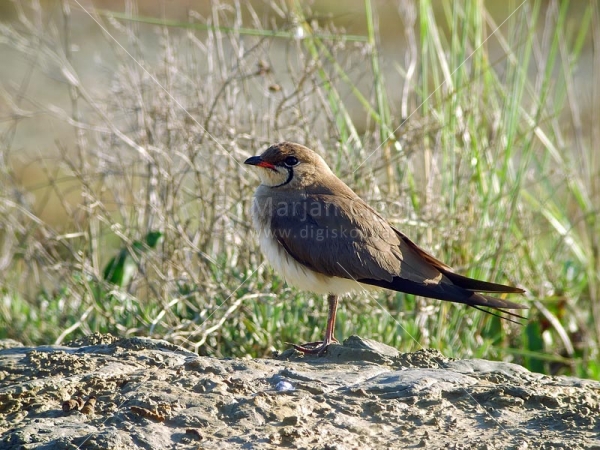 Klikni za ogled večje slike