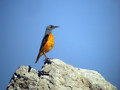 Slegur_Rock_thrush_Monticola_saxatilis_Drozgi_Turdidae_09.jpg