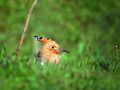 Smrdokavra_Hoopoe_Upupa_epops_Smrdokavre_Coraciidae_04.jpg
