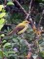 Kobilar_Golden_oriole_03.jpg