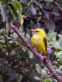 Kobilar_Golden_oriole_05.jpg