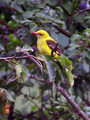 Kobilar_Golden_oriole_06.jpg