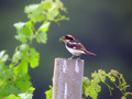 Rjavoglavi_srakoper_Woodchat_shrike_Lanius_senator_Srakoperji_Laniidae_o2.jpg