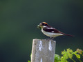 Rjavoglavi_srakoper_Woodchat_shrike_Lanius_senator_Srakoperji_Laniidae_o3.jpg