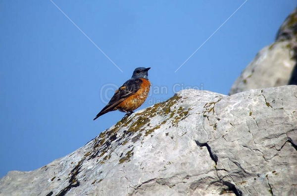 Klikni za ogled večje slike