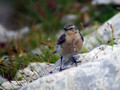 Navadni_kupcar_Wheatear_05.jpg
