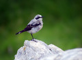Navadni_kupcar_Wheatear_06.jpg