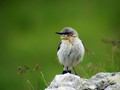 Ime datoteke=Navadni_kupcar_Wheatear_07.jpg
Velikost datoteke=113KB
Dimenzija=800x600
Datum objave=06.08.2008 Navadni_kupcar_Wheatear_07.jpg