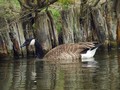 Kanadska_gos_Canada_goose_Branta_canadensis_Plovci_Anatidae_01.jpg