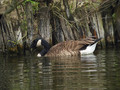 Kanadska_gos_Canada_goose_Branta_canadensis_Plovci_Anatidae_02.jpg
