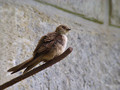 Skalna_lastovka_Crag_martin_Ptyonoprogne_rupestris_Lastovke_Hirundinidae_01.jpg