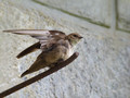 Skalna_lastovka_Crag_martin_Ptyonoprogne_rupestris_Lastovke_Hirundinidae_02.jpg