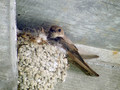 Skalna_lastovka_Crag_martin_Ptyonoprogne_rupestris_Lastovke_Hirundinidae_03.jpg