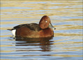 Kostanjevka_Ferruginous_Duck_Aythya_ferina_04.jpg
