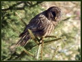 Ime datoteke=Kozaca_Ural_owl_05.jpg
Velikost datoteke=226KB
Dimenzija=790x600
Datum objave=19.08.2008 Kozaca_Ural_owl_05.jpg
