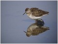 Mocvirski_martinec_Wood_sandpiper_05.jpg