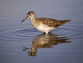Mocvirski_martinec_Wood_sandpiper_06.jpg