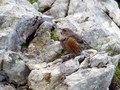 Planinska_pevka_Alpine_accentor_02.jpg