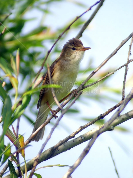 Klikni za ogled večje slike