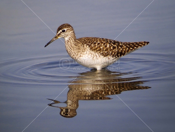 Klikni za ogled večje slike