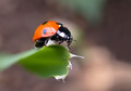 Pikapolonica_Ladybird_02.jpg