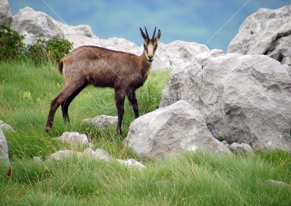 Klikni za ogled večje slike