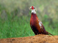 Fazan_Pheasant_08.jpg