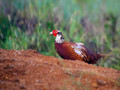 Fazan_Pheasant_09.jpg