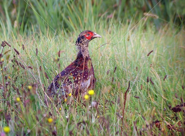 Klikni za ogled večje slike