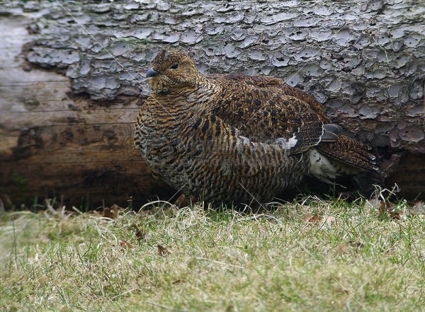 Klikni za ogled večje slike