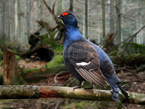 Klikni za ogled večje slike