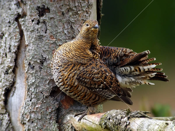 Klikni za ogled večje slike