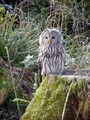 Kozaca_Ural_owl_07.jpg