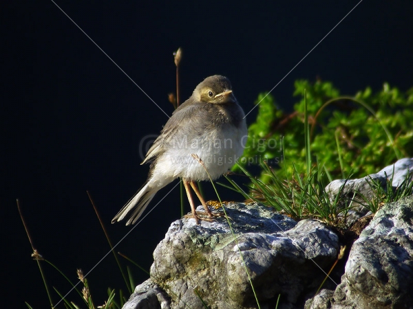 Klikni za ogled večje slike