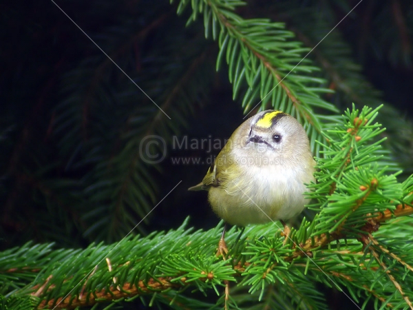 Klikni za ogled večje slike
