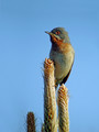 Tascicna_penica_Subalpine_warbler_06.jpg