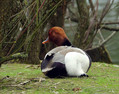 Tatarska_zvizgavka_Red_crested_pochard_Netta_rufina_06.jpg