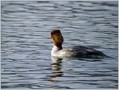 Velika_zagarica_Goosander_Mergus_merganser_Plovci_Anatidae_01.jpg