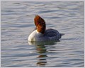 Velika_zagarica_Goosander_Mergus_merganser_Plovci_Anatidae_02.jpg
