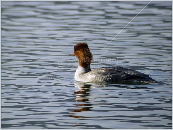 Klikni za ogled večje slike