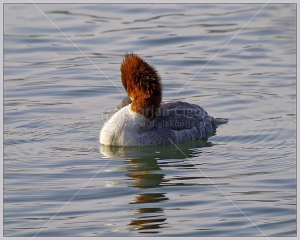 Klikni za ogled večje slike