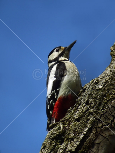 Klikni za ogled večje slike