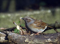 Siva_pevka_Dunnock_09.jpg
