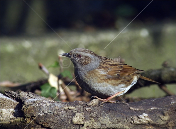 Klikni za ogled večje slike