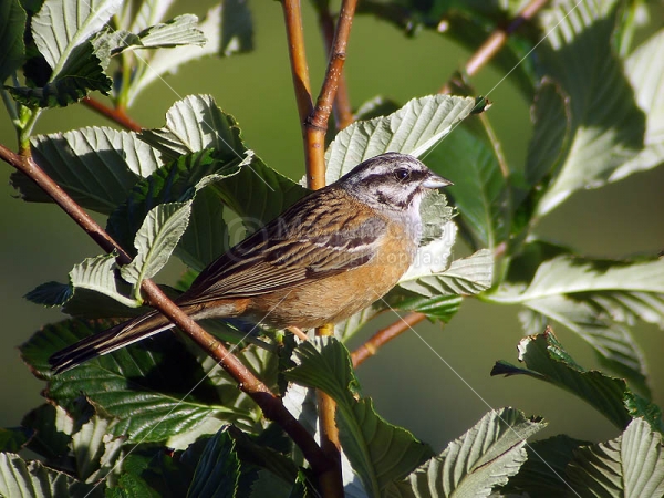 Klikni za ogled večje slike