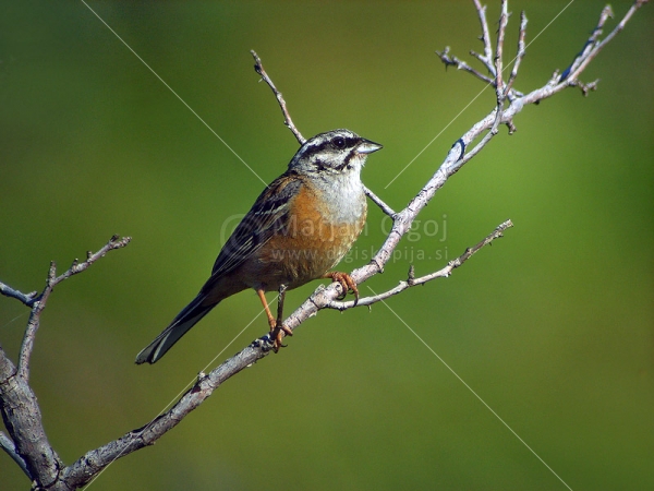 Klikni za ogled večje slike