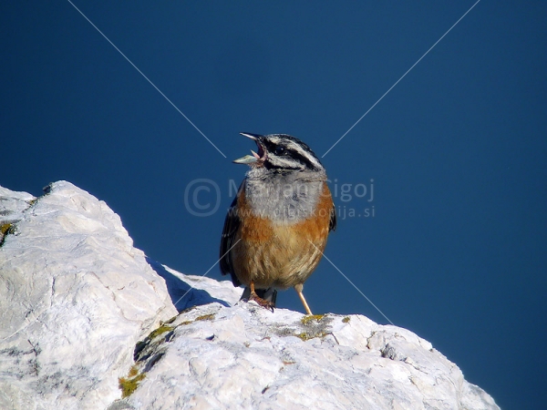 Klikni za ogled večje slike