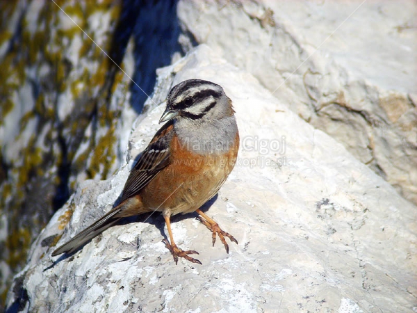 Klikni za ogled večje slike