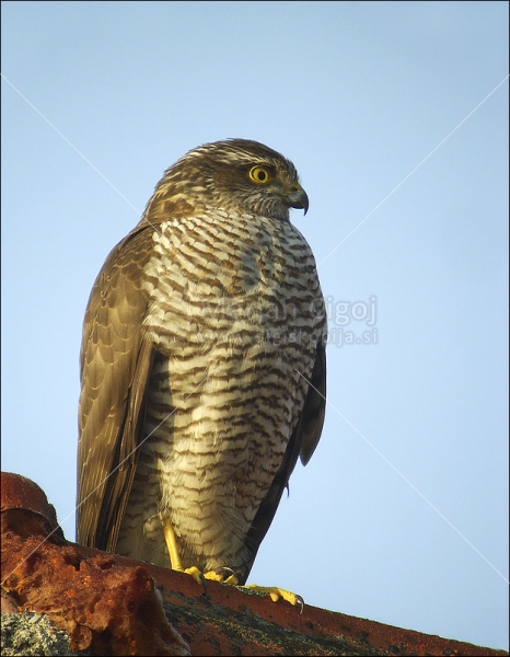 Klikni za ogled večje slike